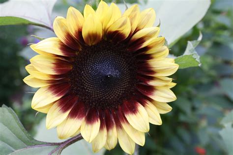 The Surprising Relationship Between Magic Roundabout Sunflower Height and Flower Size